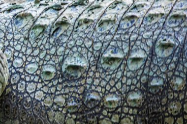 Timsah dokusu, bir doğa sanatı.