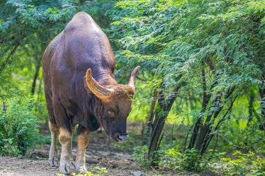 Hint Bizonu tarlada geziniyor.