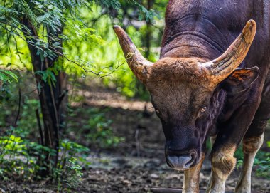 Bir Hint Bizonu yakından saldırgan görünüyor.