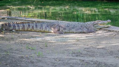 Bir timsah göletin kenarında boş boş yatıyor.
