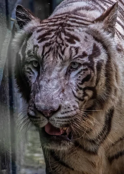 White Tiger Visible Tongue Wide Eyes — Stock Photo, Image