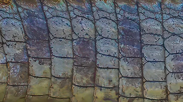 鳄鱼长方形盒尾巴的结构 — 图库照片