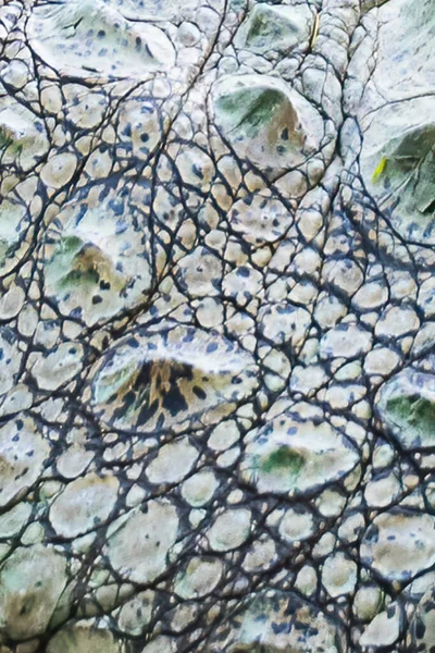 Textura Desenho Crocodilo Pele — Fotografia de Stock