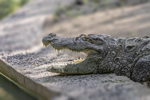 Голова Крокодила Открытыми Челюстями — стоковое фото