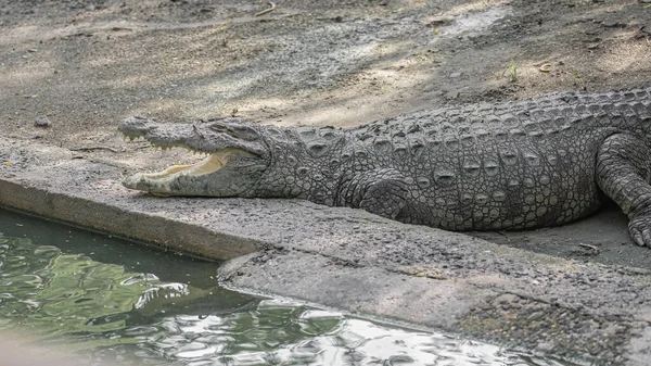 Egy Nyitott Állkapcsú Krokodil Pihen Egy Mellett — Stock Fotó