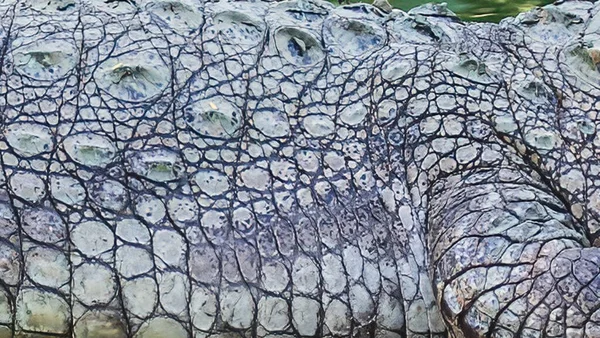 Textura Crocodilo Desenho Natureza — Fotografia de Stock