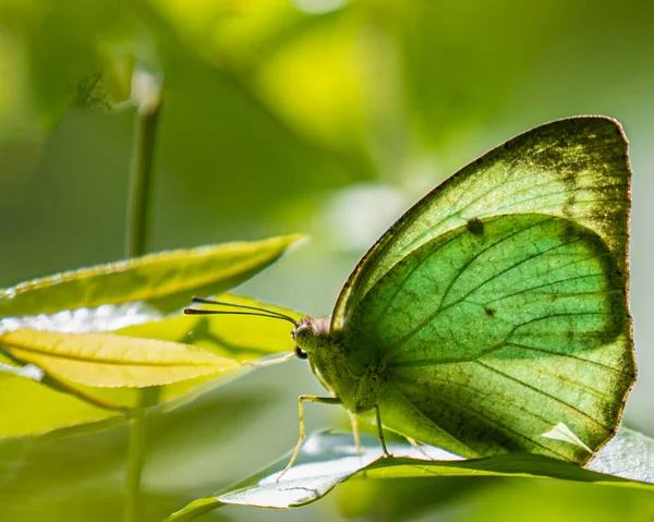 Catopsilia Pyranthe Borboleta Branco Esverdeado Olhar Luz Traseira — Fotografia de Stock