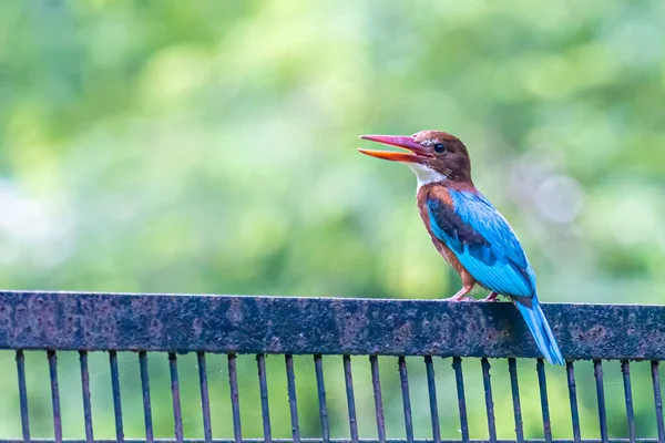 Bílý Krkavčí Rybář Sedící Živém Plotě Ohlížející — Stock fotografie