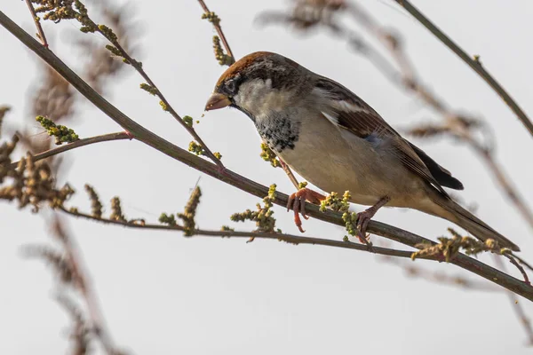 Ein Sperling Mit Nahrung Auf Einem Baum — Stockfoto