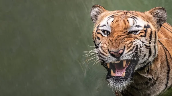 Bengal kaplanı sinirli bir halde tüm çenesini gösteriyor.