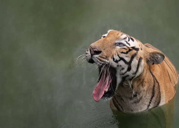 Bengálský Tygr Plná Otevřená Ústa Krásným Jazykem Sledovat — Stock fotografie