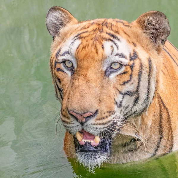 Бенгальский Тигр Смеется Пруду — стоковое фото