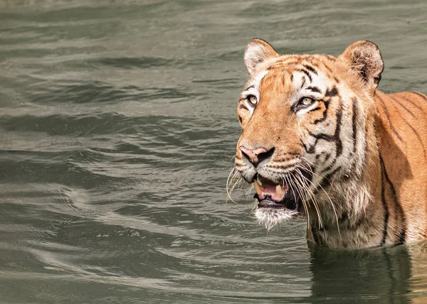 Бенгальский Тигр Смотрит Еду Открытым Ртом — стоковое фото
