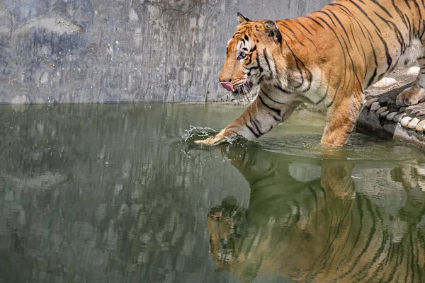 Bengal Tiger Making Splash His Pond — Stock Photo, Image