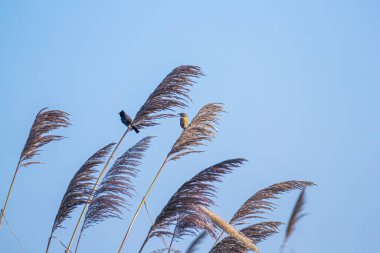 Pampa otları havada sallanırken oturan kuşlar salıncakların keyfini çıkarıyor.