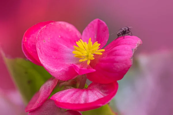 Wosk Begonia Kwiat Żółtym Pyłkiem Mucha Siedzi Nim — Zdjęcie stockowe
