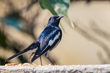 Doğulu bir saksağan bir stil olarak geriye bakıyor.