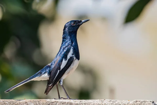 Slim Trim Oriental Magpie Posing Style — Stock Fotó