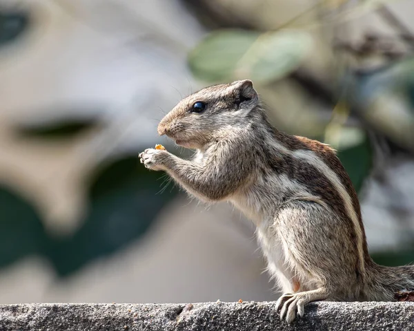 Squirrel Having Food Morning Wall — Stock Fotó