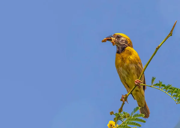 Yavrusu Için Avlanan Weaver Bird — Stok fotoğraf