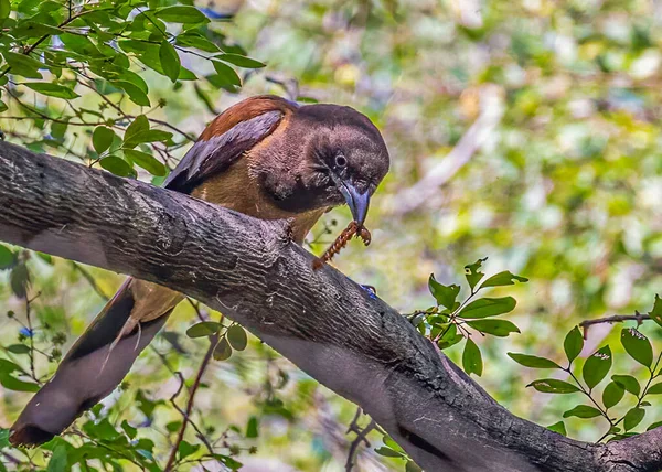 Rufous Tree Pie Kill — Foto de Stock