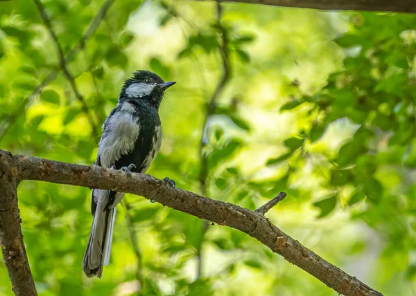 Great Tit Summer Resting Tree — Stockfoto