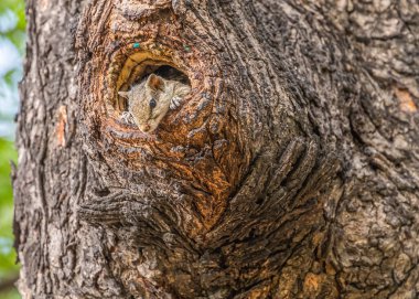 Sincap tehlikeyi kontrol etmek için yuvasından dışarı bakıyor.