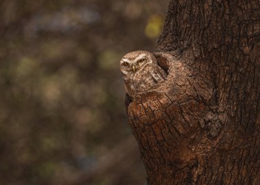 Benekli Baykuş yuvasından dışarı bakıyor.