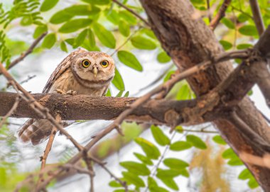 Benekli bir baykuş ağaçta oturuyor ve fotoğrafçıdan uyarı alıyor.