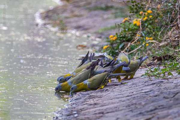 Pigeons Verts Pattes Jaunes Ayant Eau Dans Lac — Photo