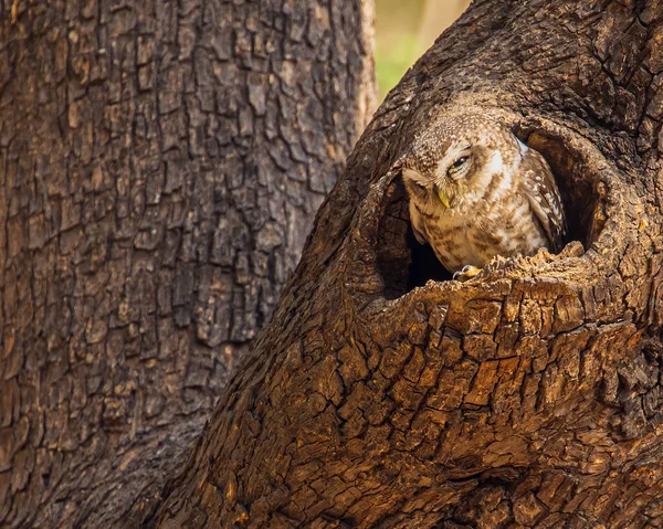 斑点猫头鹰坐在巢穴前休息 — 图库照片