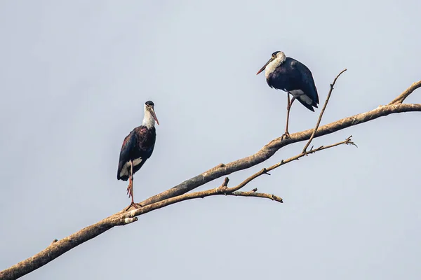 Une Paire Cigognes Laine Reposant Sur Arbre — Photo