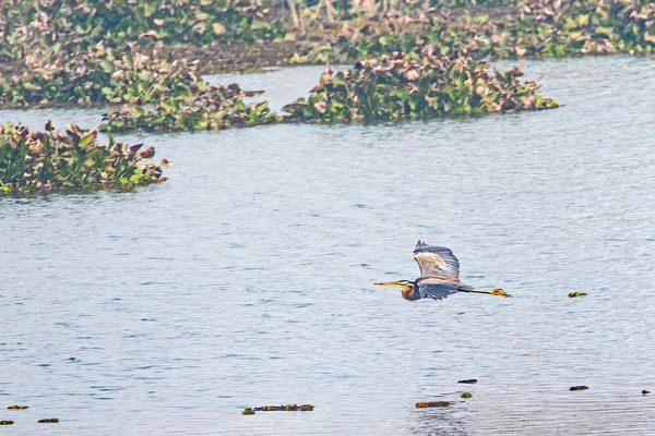 昼間に湖を飛ぶ紫色のヘロン — ストック写真