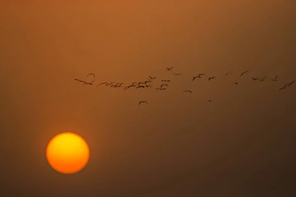 Eine Gruppe Flamingos Fliegt Frühen Morgen — Stockfoto