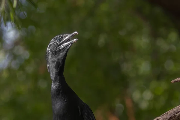 Cormorant Portrét Zeleném Pozadí — Stock fotografie