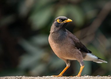 Starling alarm konumunda bir duvarda oturuyor.