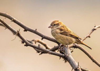 Serçe çalıların tepesinde oturuyor ve güneşleniyor