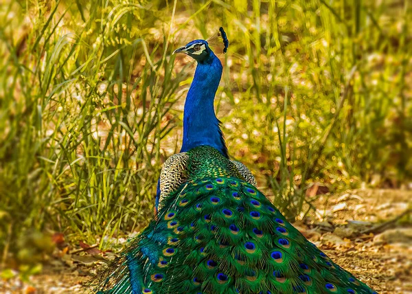 Pavão Fechando Suas Asas Depois Uma Bela Dança — Fotografia de Stock