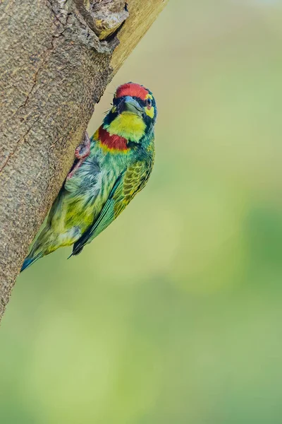 Barbet Cuivrier Regardant Détroit Pour Photographe — Photo