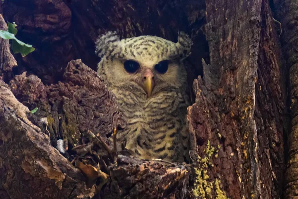 Spot Bellied Eagle Owl Keeping Watch Its Nest — Stock Photo, Image