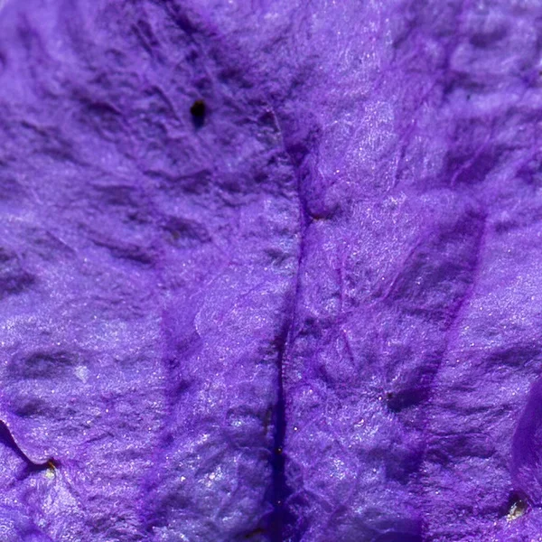 Tekstura Ruellia Purpurowy Kwiat Bliski Wygląd — Zdjęcie stockowe