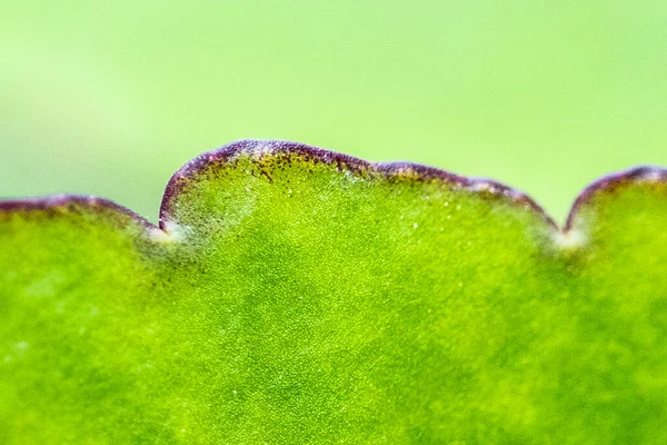 Bryophyllum Növényi Leaf Texture Frown Bordered Zöld — Stock Fotó