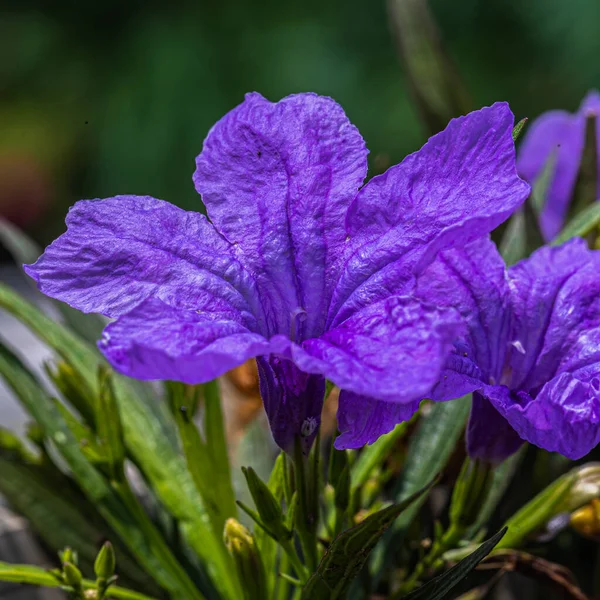 Ruellia Simplex Purple Color Flower Garden — Stock Photo, Image