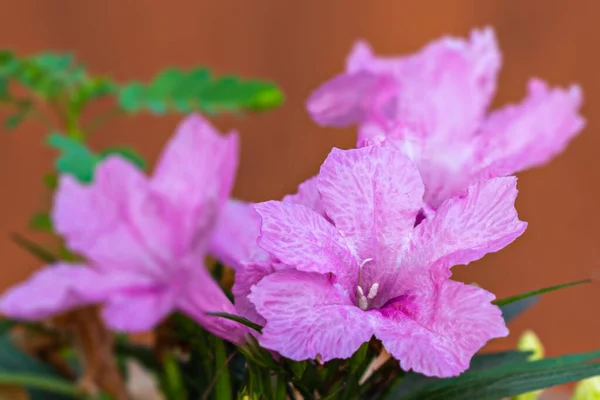 Bunch Ruellia Pink Flowers Garden — Stock Photo, Image