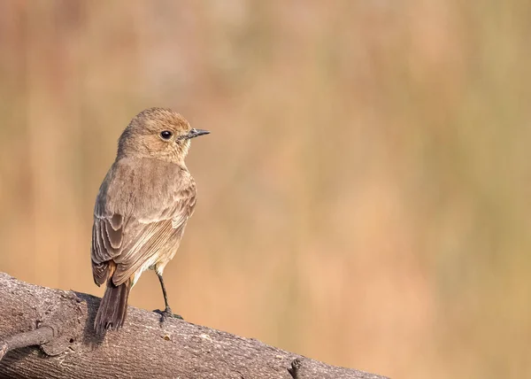 Bush Chat Seduto Albero Posizione Avviso — Foto Stock