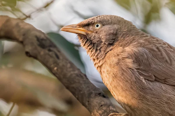 A jungle Babbler with black and white eye