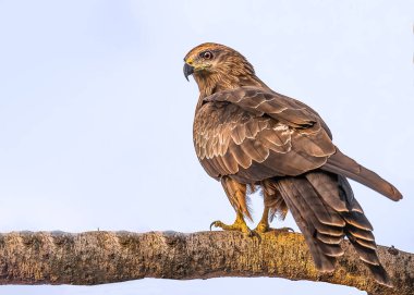 Ağaçta dinlenen siyah bir uçurtma.