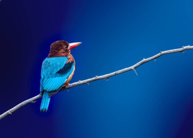 Mavi arka planda beyaz göğüslü Kingfisher