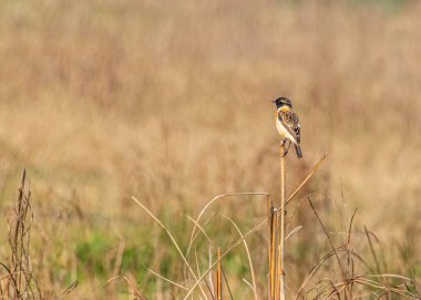 bir dal üzerinde oturan taş sohbet