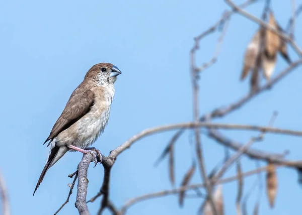 Silverbill resting on a tree